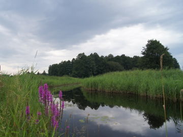 Upė Alna (patvenkta) ties Hołny Wolmera
