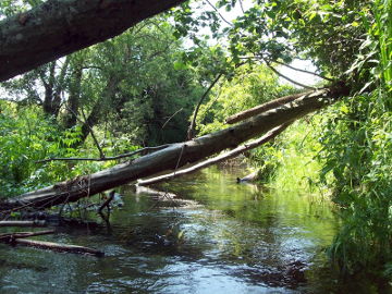 Jaros upė žemupyje