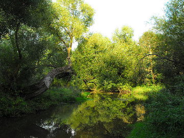 Река Камоя