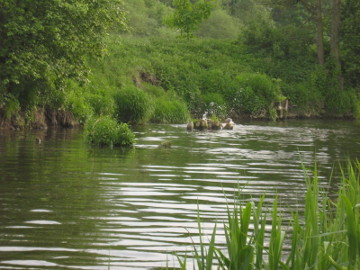 Šešupės upė prie Liudvinavo