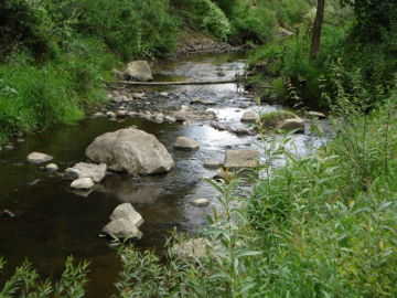 Upė Zembrė netoli žiočių